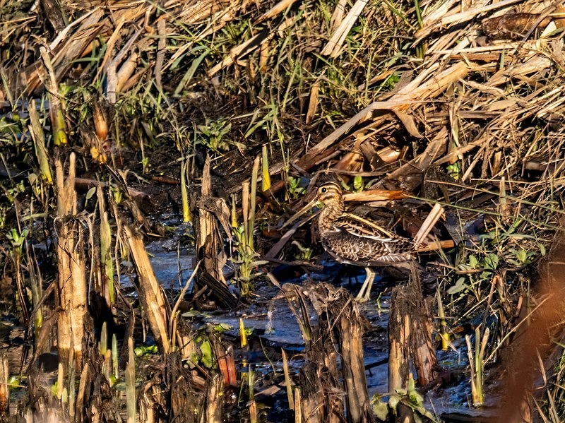 Common Snipe - Latest photos