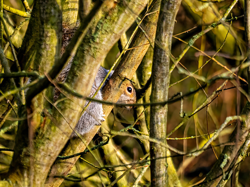 Grey Squirrel - Latest photos
