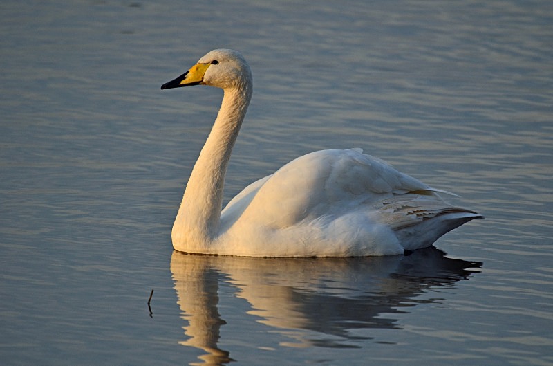 Whooper Swan - Whooper and Bewick's Swans