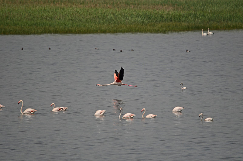 Greater Flamingos - Central Macedonia