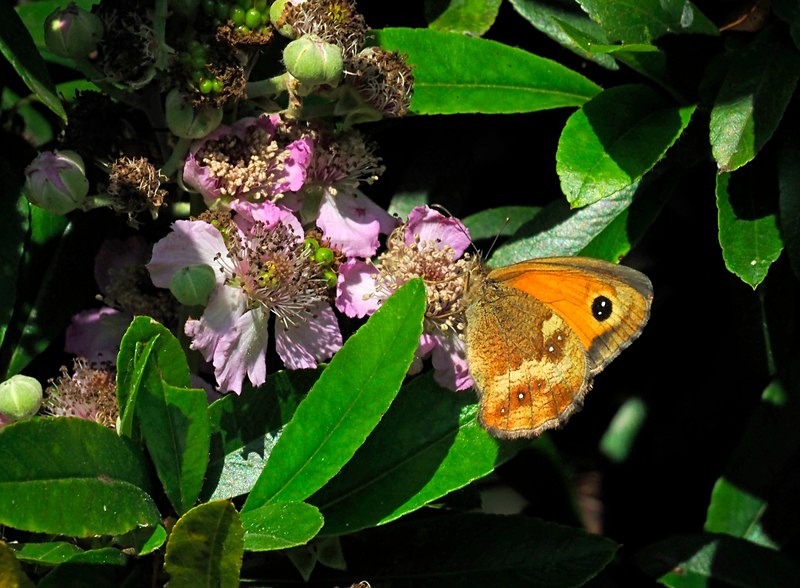 Gatekeeper - Butterflies