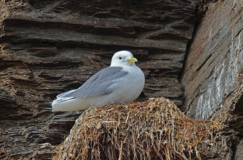 Kittiwake - North Norway