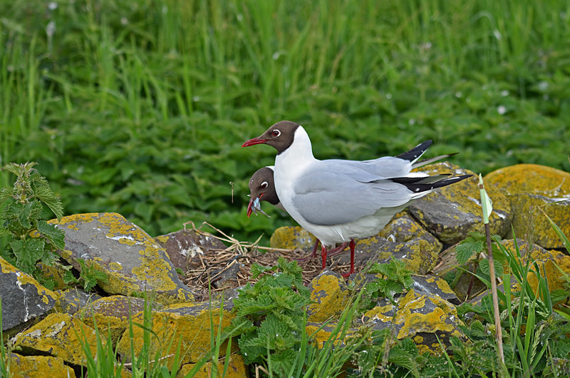 Black-headed Gull - Gulls