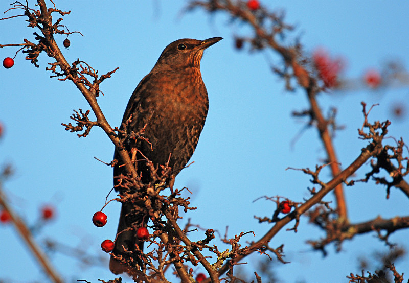 Blackbird - Thrushes