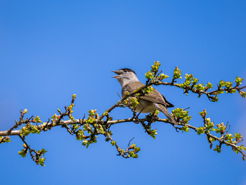 Male Blackcap - Latest photos
