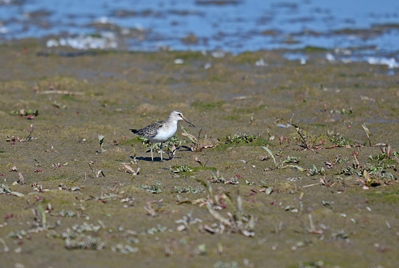 Curlew Sandpiper - Sandpipers