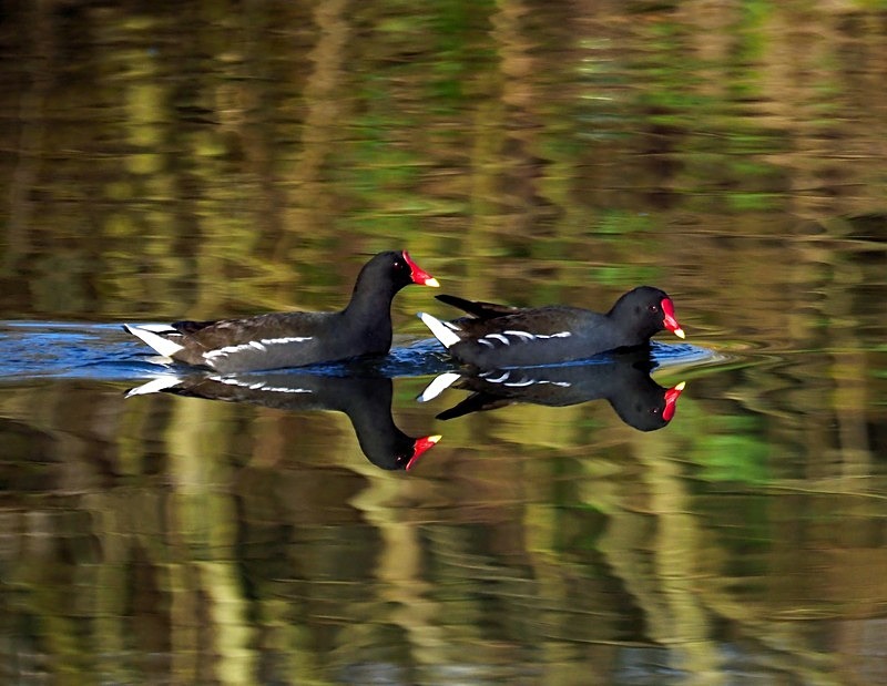 Moorhens - Crakes and rails