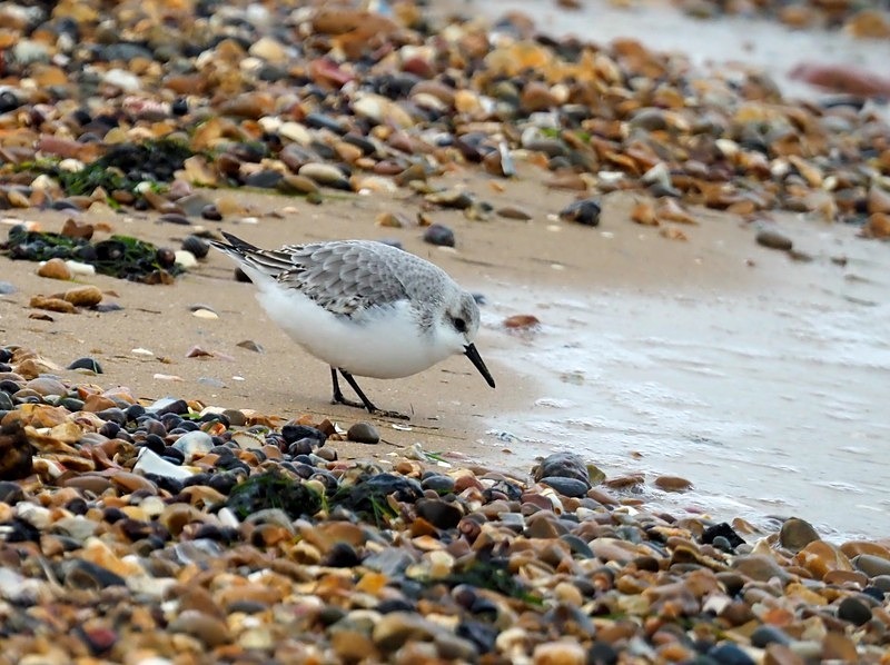 Sanderling - Sandpipers