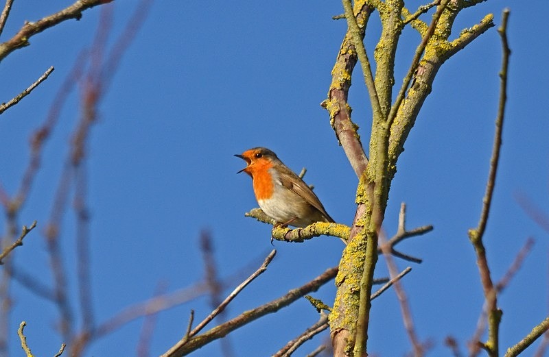 Robin - Robins