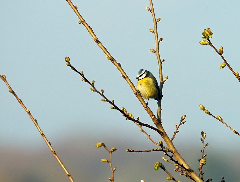 Blue Tit - Tits