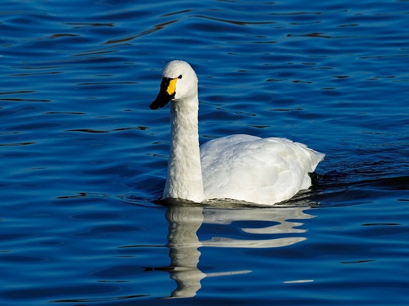 Bewick's Swan - Whooper and Bewick's Swans
