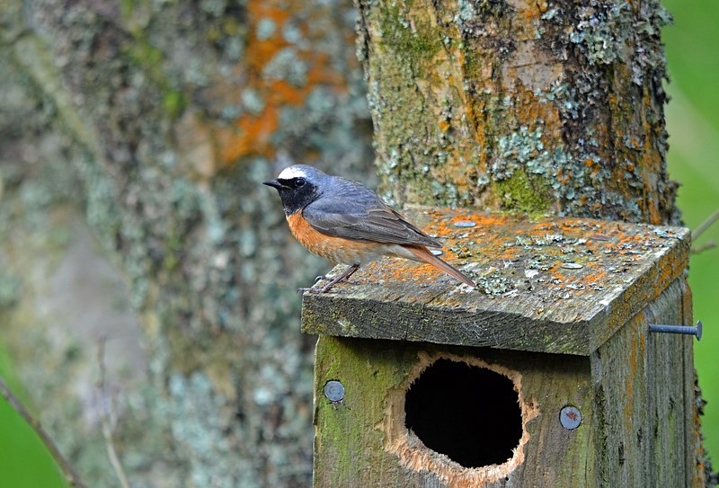 Common Redstart - Chats
