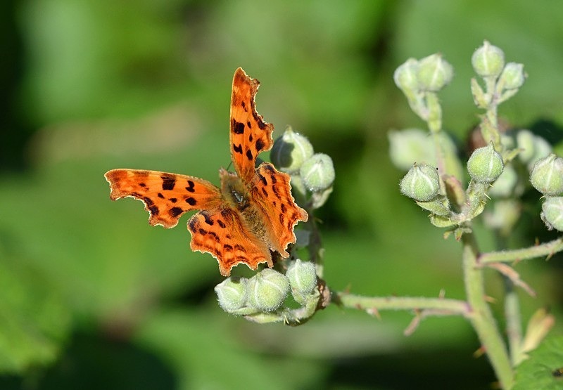 Comma - Butterflies