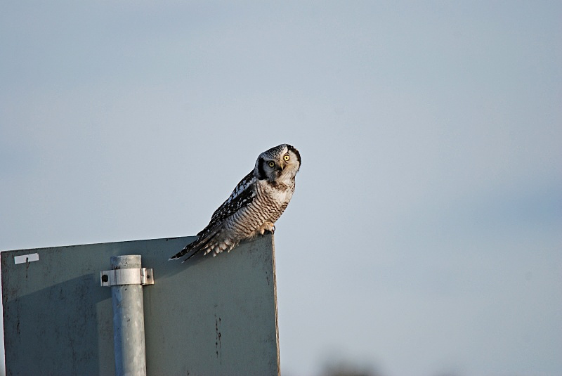 Northern Hawk Owl - Finland