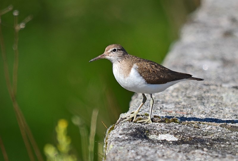 Common Sandpiper - Sandpipers