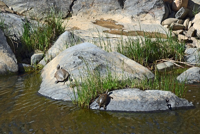 Spanish Terrapin - South and west Spain - April and May 2012