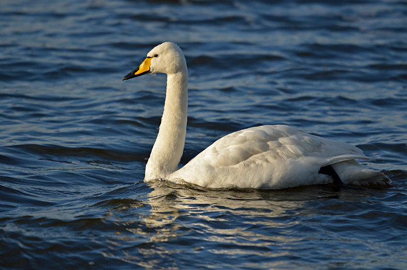 Whooper Swan - Whooper and Bewick's Swans