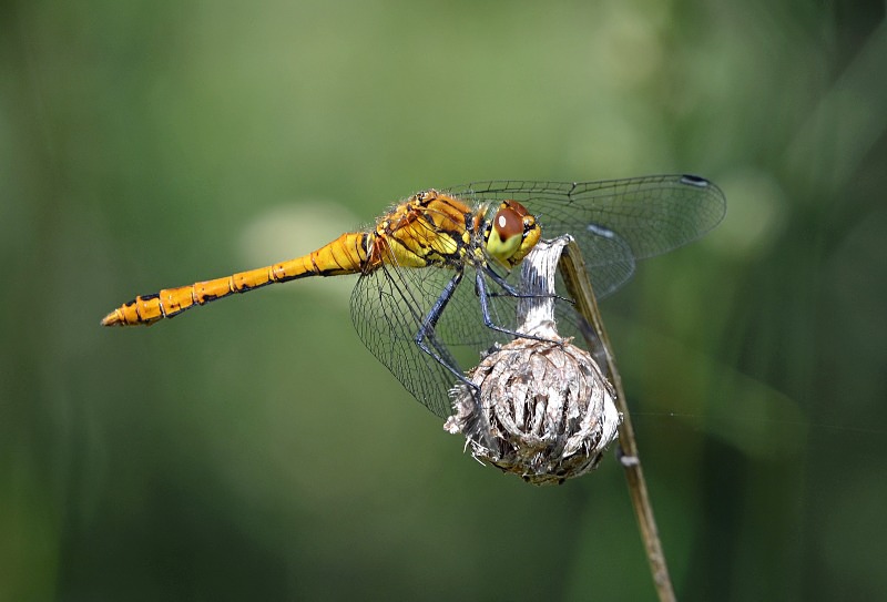 Ruddy Darter - Dragonflies and damselflies