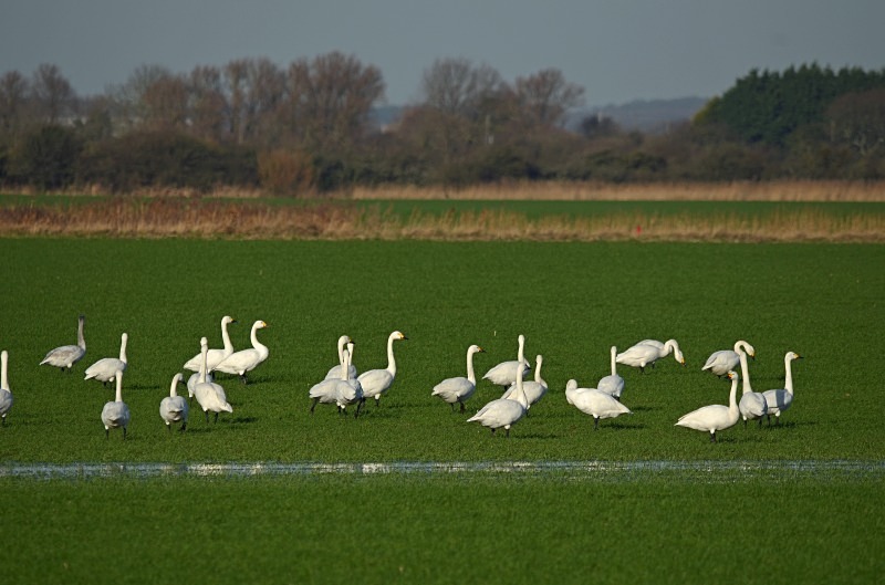Bewick's Swan - Whooper and Bewick's Swans