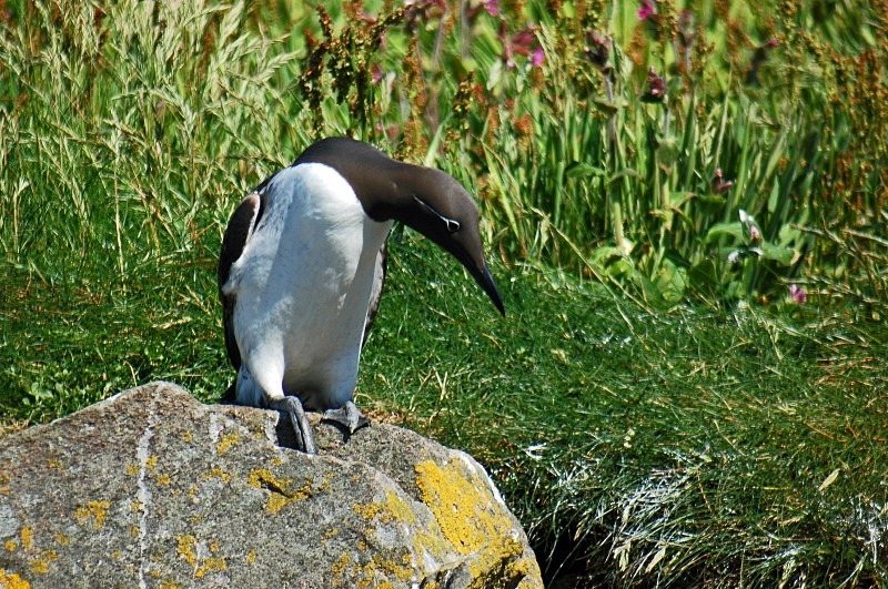 Common Guillemot - Auks