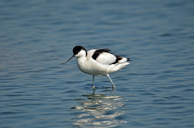 Avocet - Avocets and stilts