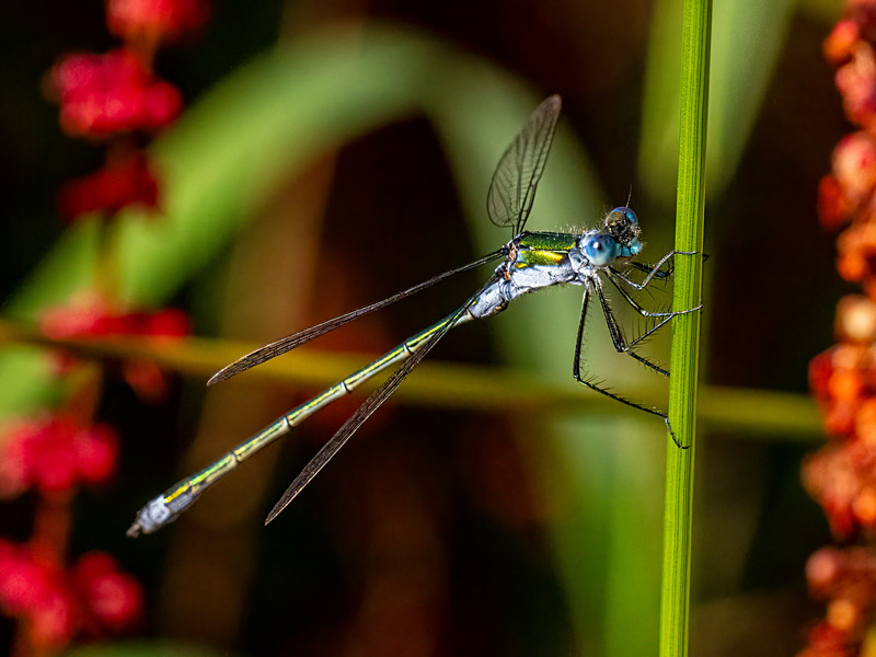 Emerald Damselfly - Latest photos