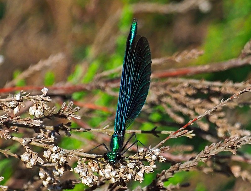 Beautiful Demoiselle - Dragonflies and damselflies