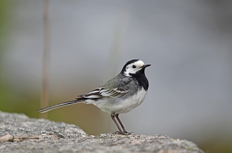 Pied Wagtail - Wagtails