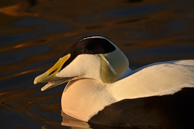 Eider - Diving ducks