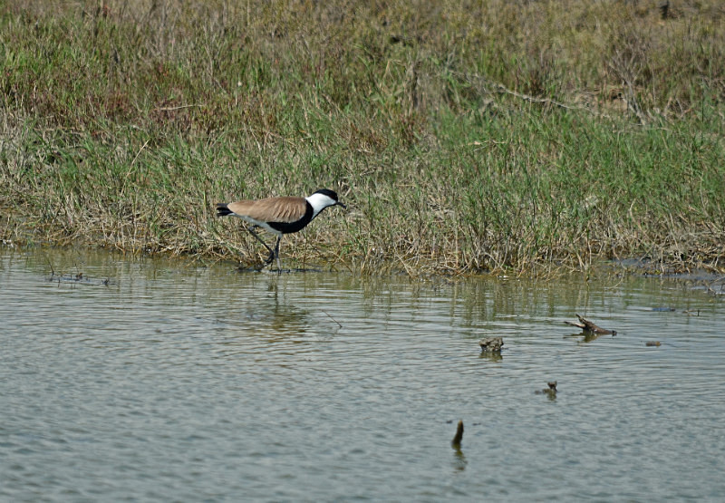 Spur-winged Plover - East Macedonia and Thrace