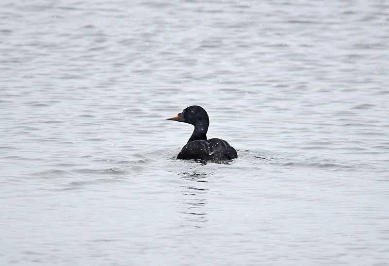 Common Scoter - North east Iceland