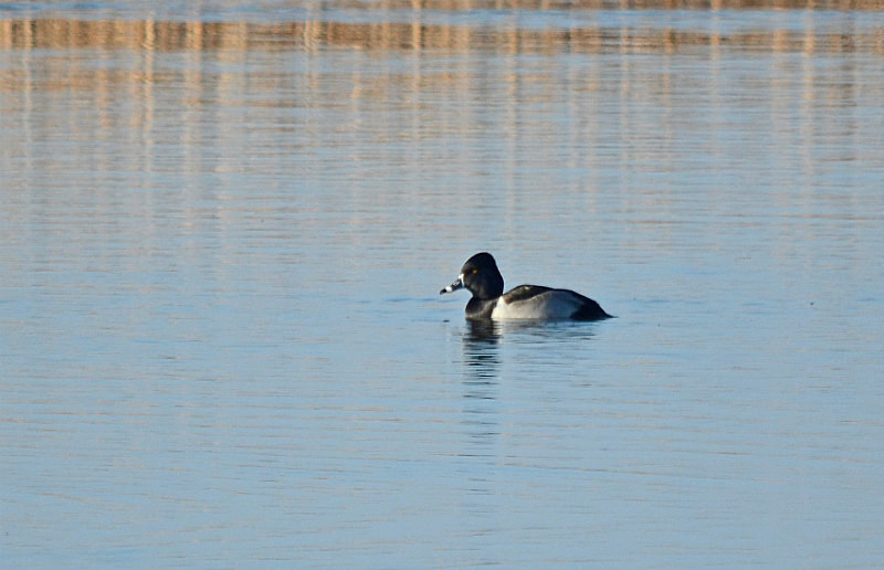 Ring-necked Duck - Diving ducks