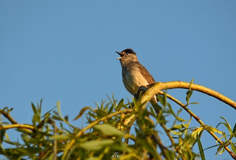 Blackcap - Warblers