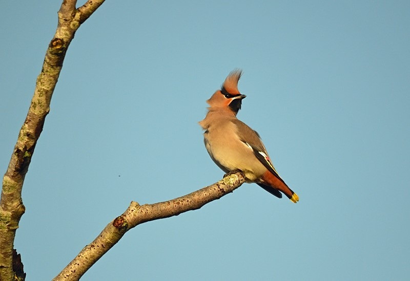 Waxwing - Waxwings