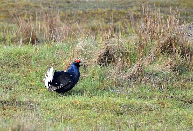 Black Grouse - Game birds