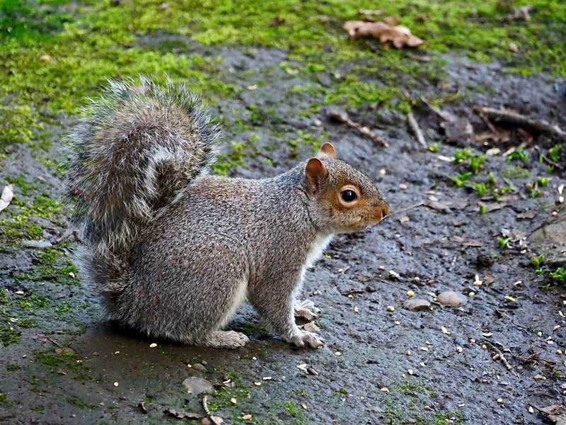 Grey Squirrel - Grey Squirrels