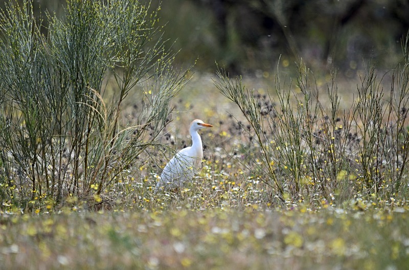 Cattle Egret - South and west Spain - April and May 2012