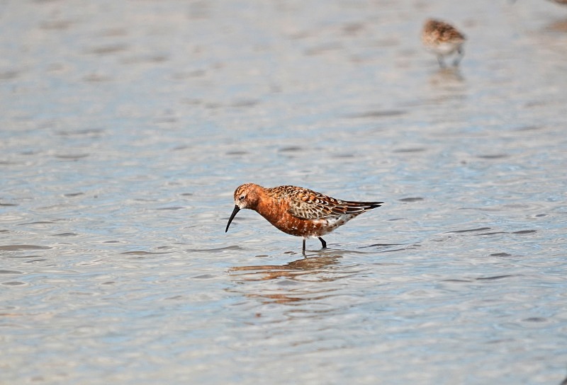 Curlew Sandpiper