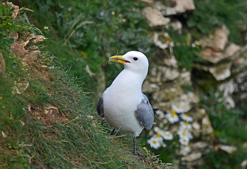 Kittiwake - Gulls