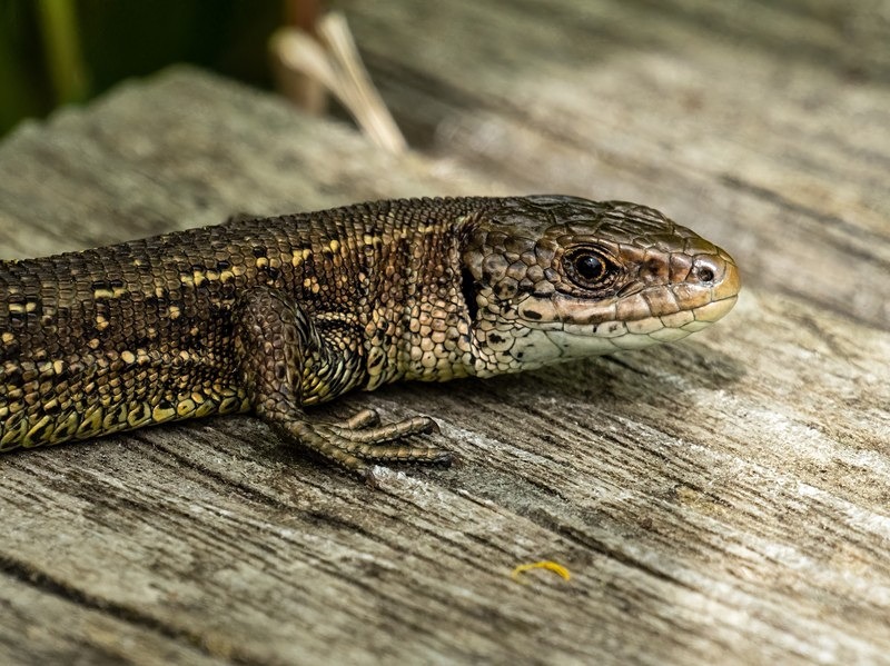 Common Lizard - Lizards