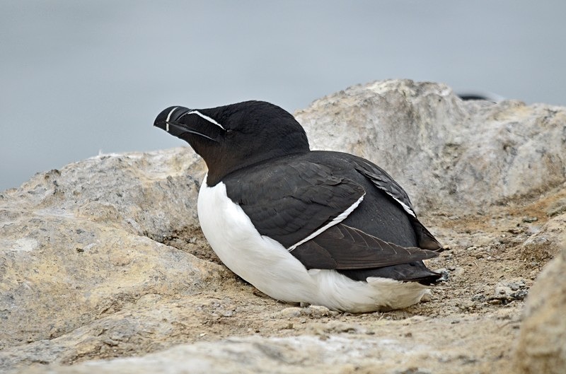Razorbill - North Norway