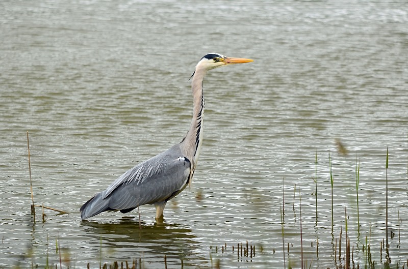 Grey Heron - Herons and egrets