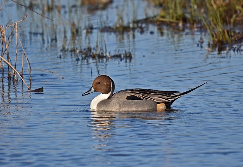 Pintail