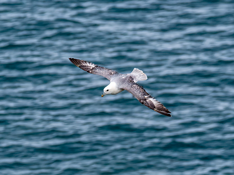 Fulmar - Latest photos