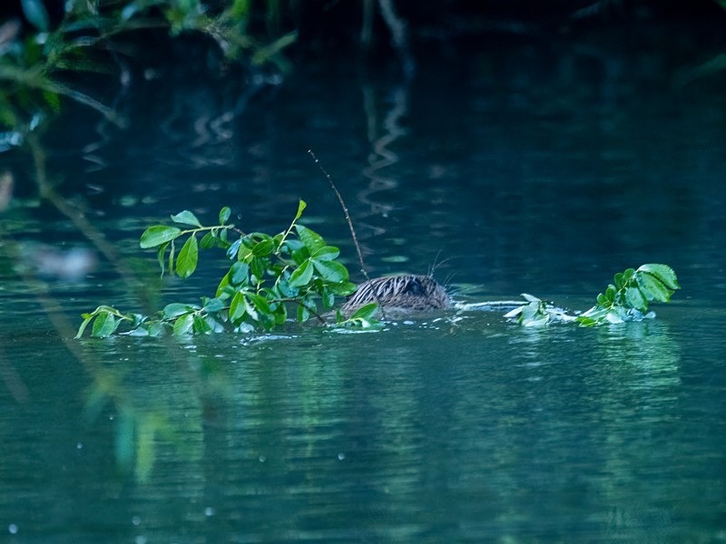 Eurasian Beaver - Eurasian Beaver