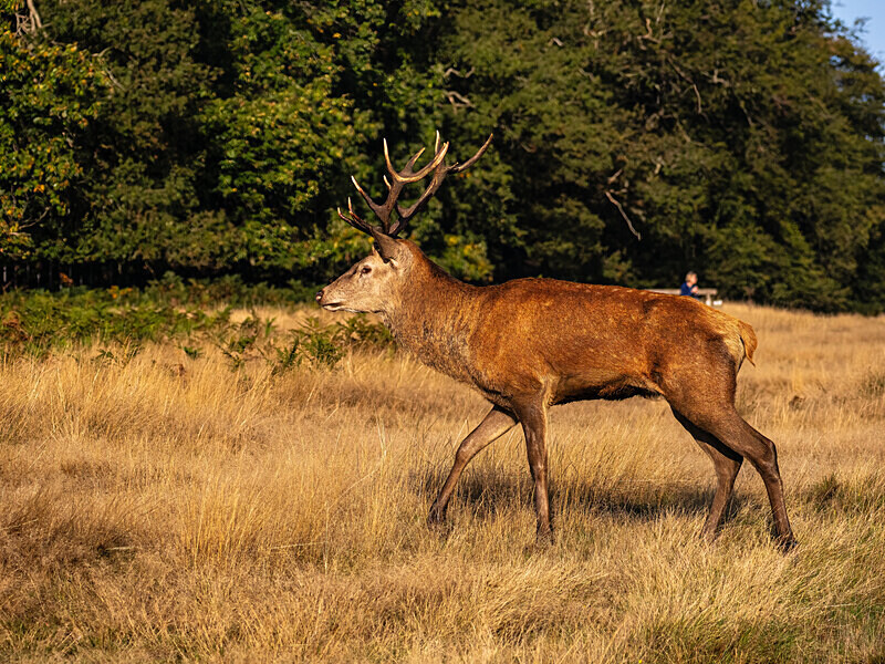 Red Deer - Latest photos