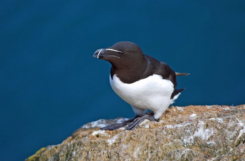 Razorbill