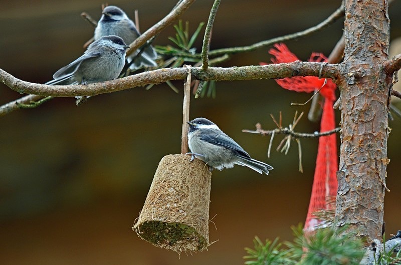 Siberian Tit - North Finland - part 1