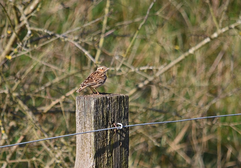 Woodlark - Larks