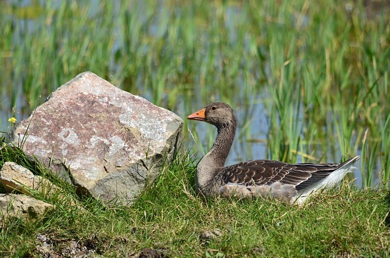 Greylag Goose - Grey geese